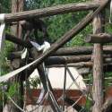Állatkert-Bográcsozás 2009.05.01.