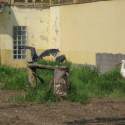 Állatkert-Bográcsozás 2009.05.01.